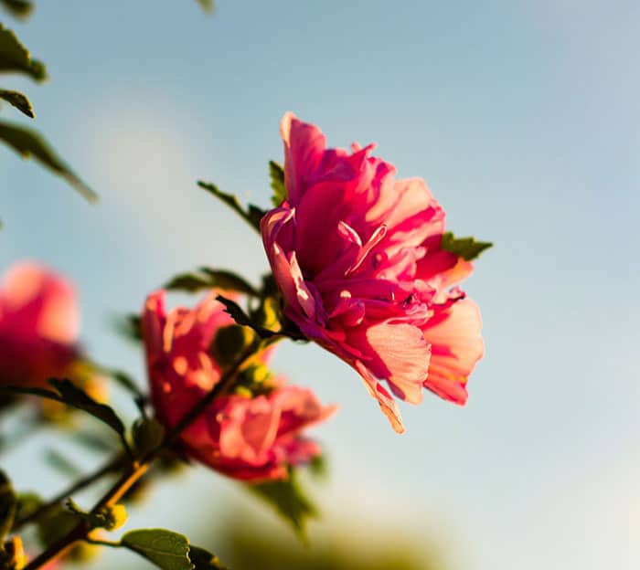 Pink flowers blooming against a clear sky, symbolizing spring gardening and home preparation for the changing season.